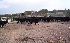 weanedcalves.jpg